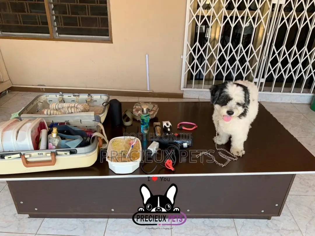Grooming Home Service for Toy Dogs