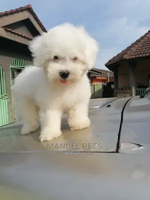 1-3 Month Male Purebred Poodle