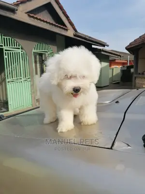 1-3 Month Male Purebred Poodle