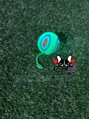 Led Display Toys for Dogs
