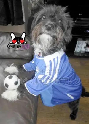 Toy Dogs Wears
