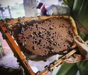 Premium Unprocessed Raw Honey