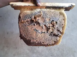 Premium Unprocessed Raw Honey