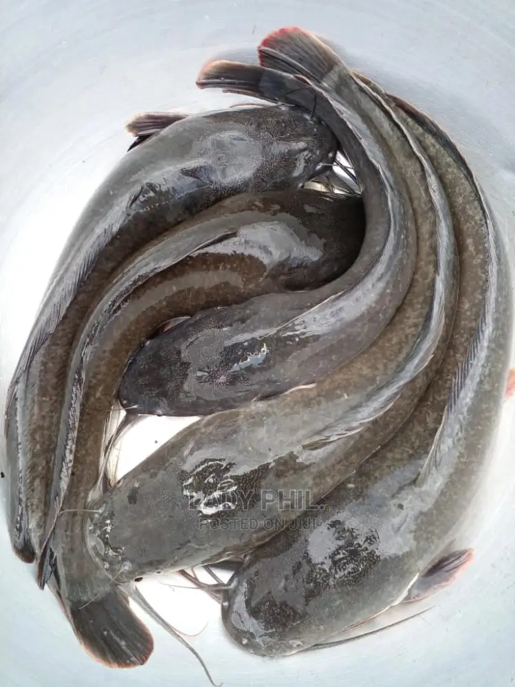 Fingerlings, Juvenile And Live Catfish And Tilapia Available
