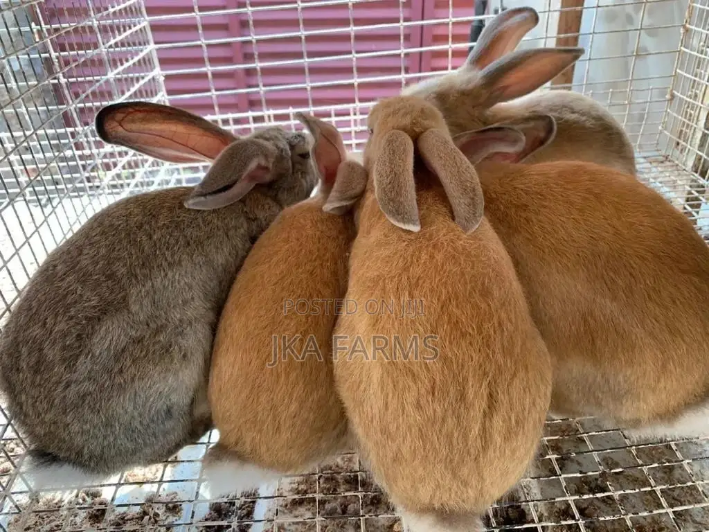 Affordable Rabbits For Sale