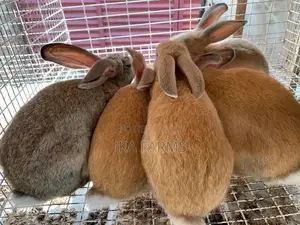 Affordable Rabbits For Sale