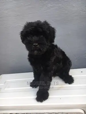 1-3 month Male Purebred Poodle