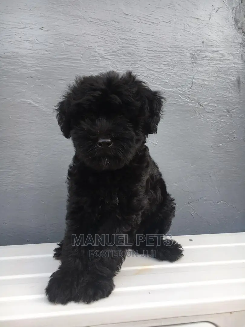 1-3 month Male Purebred Poodle