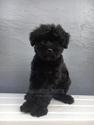 1-3 month Male Purebred Poodle