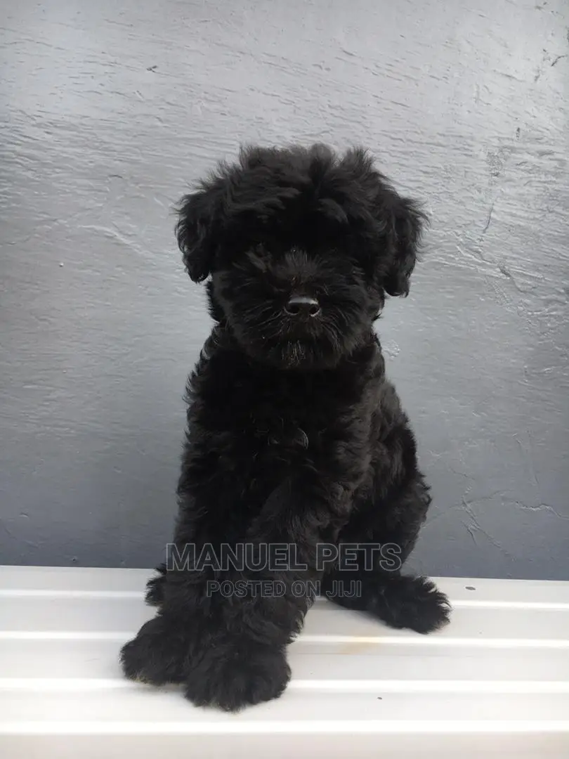 1-3 month Male Purebred Poodle
