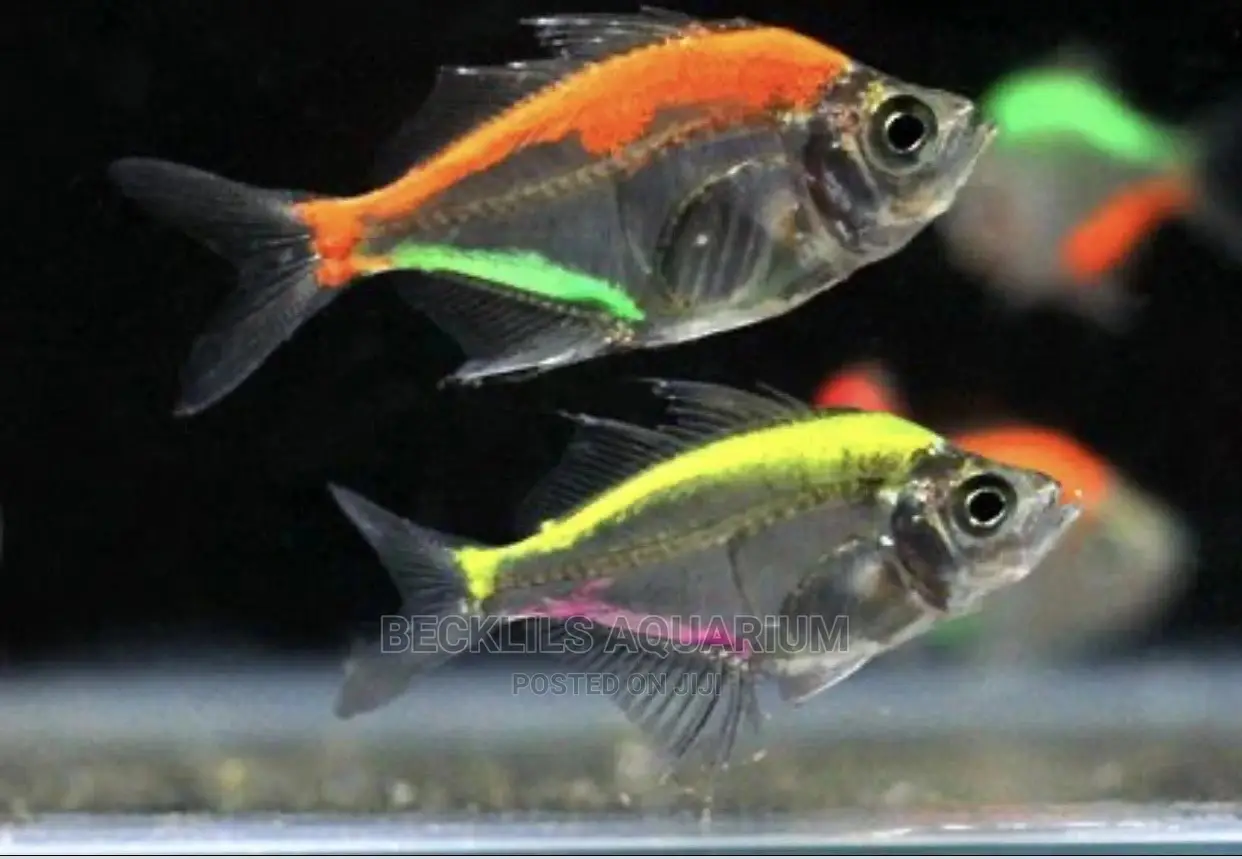 Glass Fish