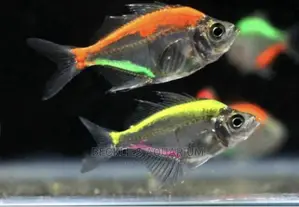 Glass Fish