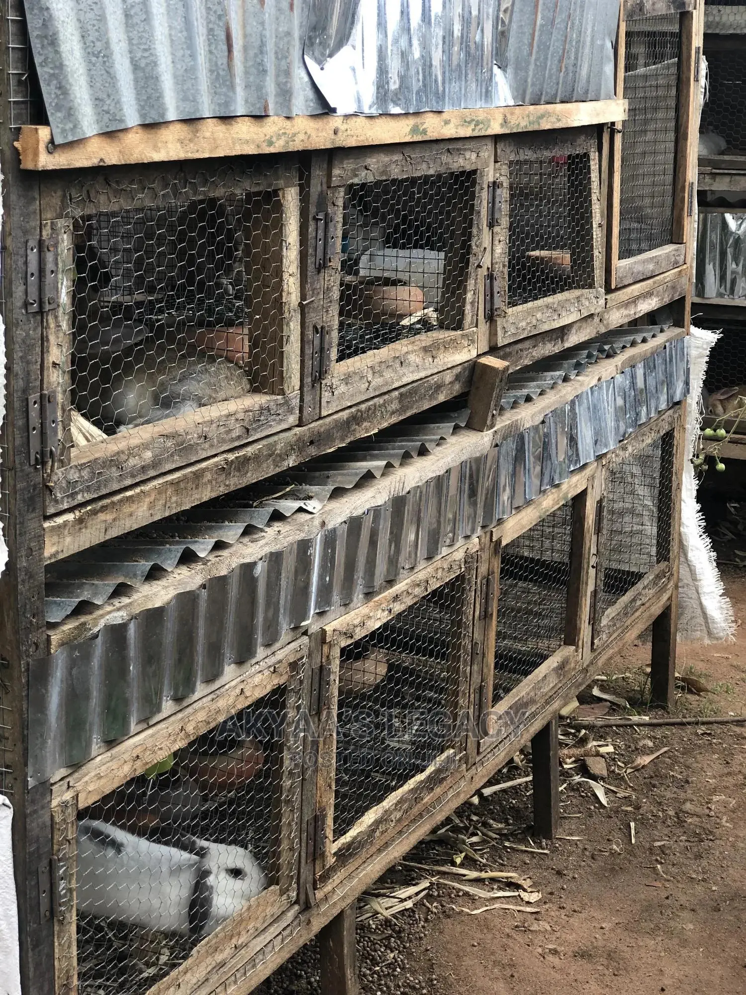 Rabbit For Sale
