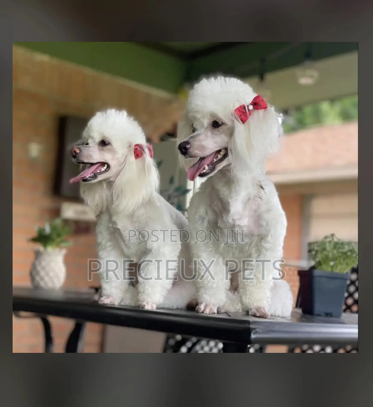 Poodle Type a Grooming Service