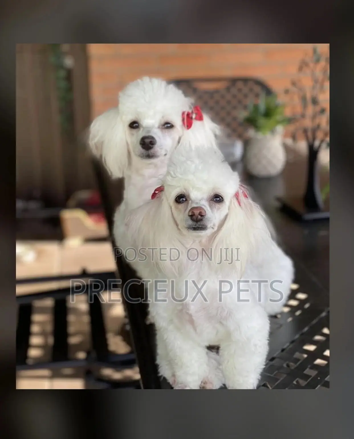 Poodle Type a Grooming Service