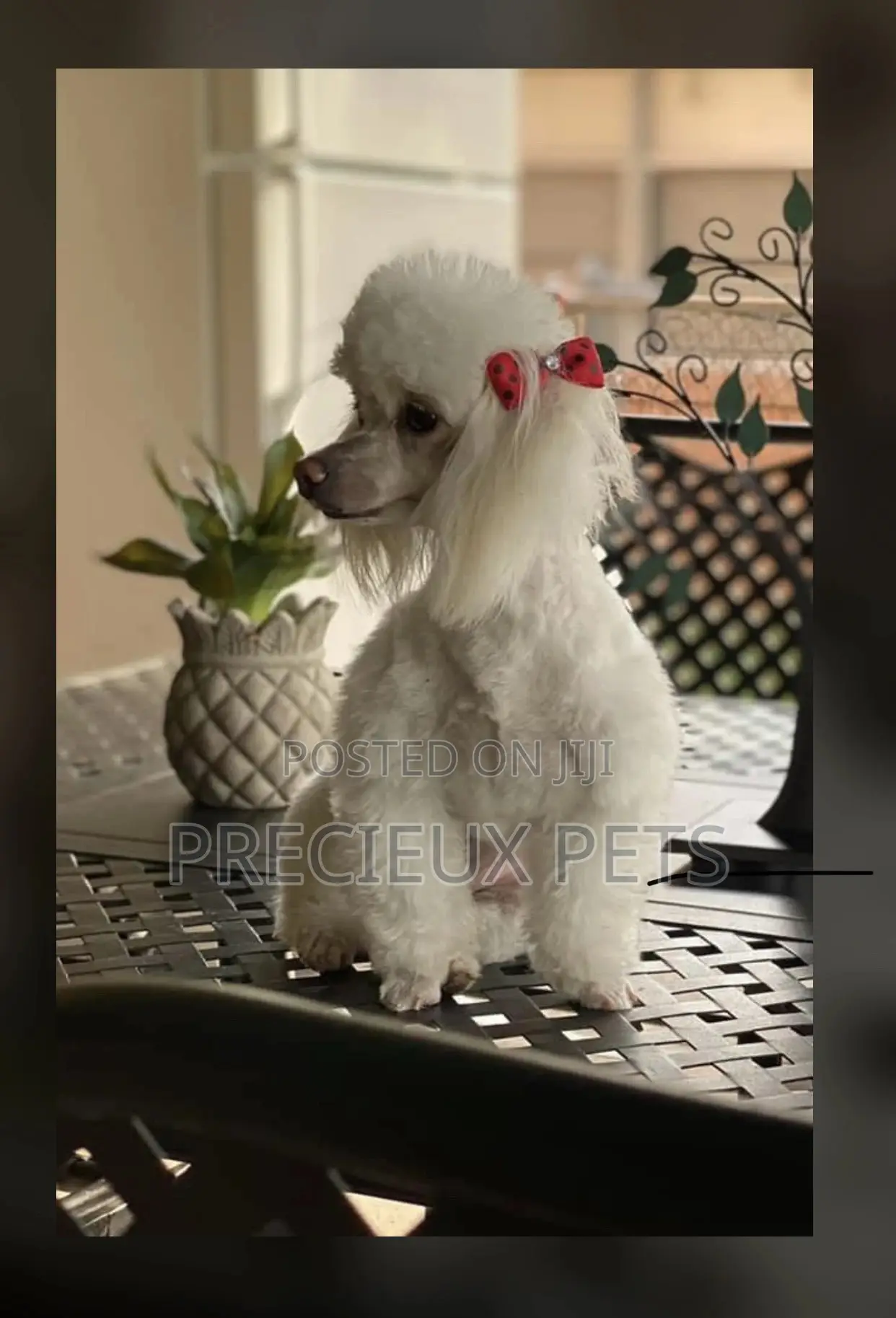 Poodle Type a Grooming Service