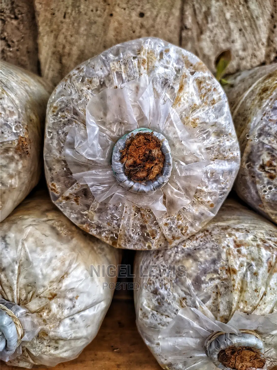 Organic Mushroom Substrates