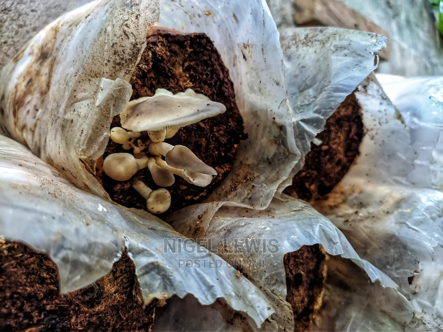 Organic Mushroom Substrates