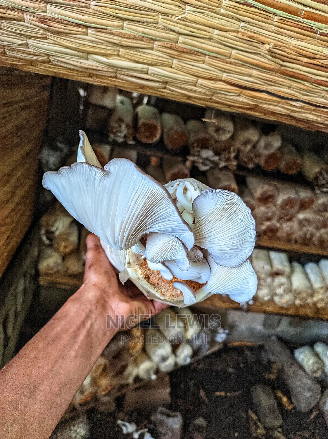 Organic Mushroom Substrates
