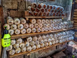 Organic Mushroom Substrates