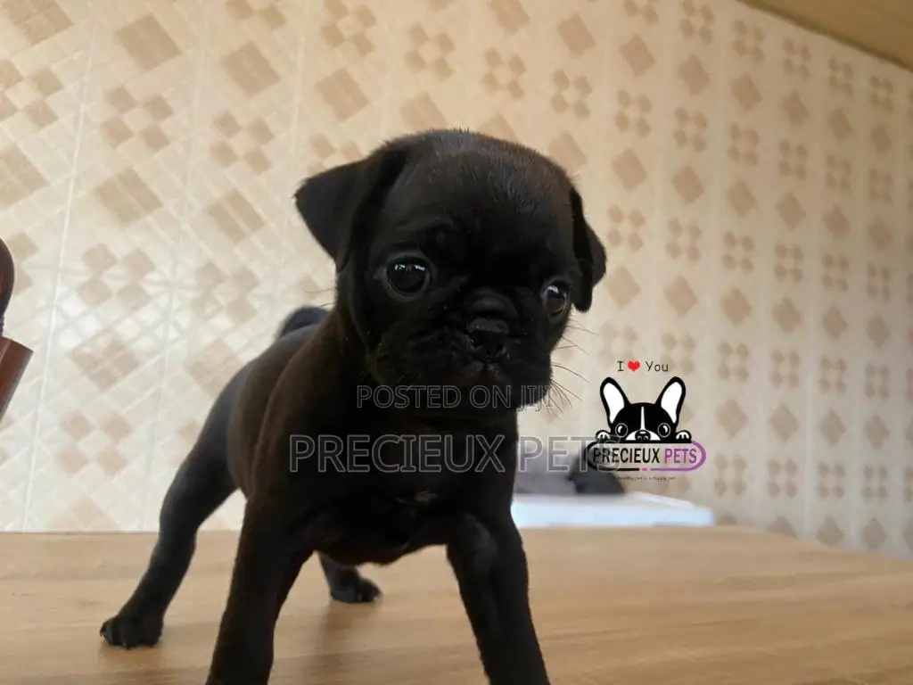 1-3 Month Male Purebred Pug