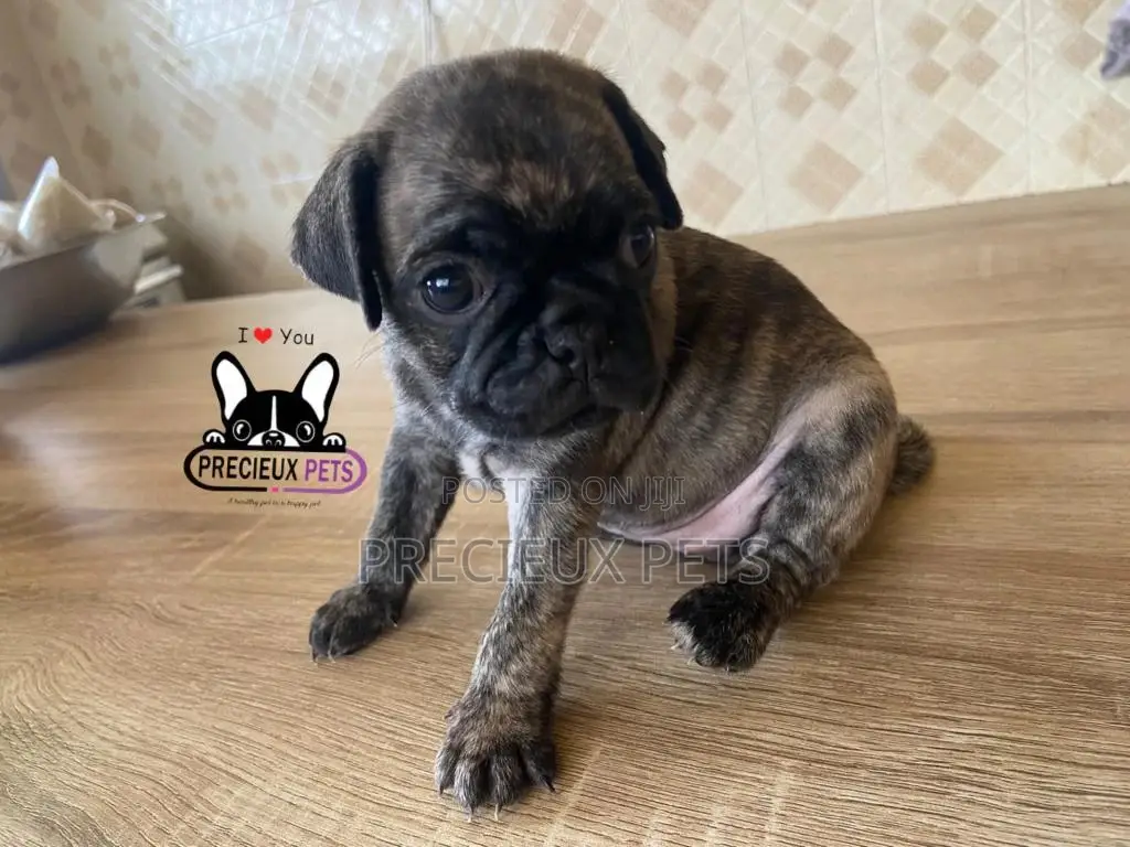 1-3 Month Male Purebred Pug