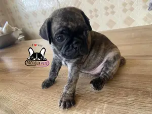 1-3 Month Male Purebred Pug