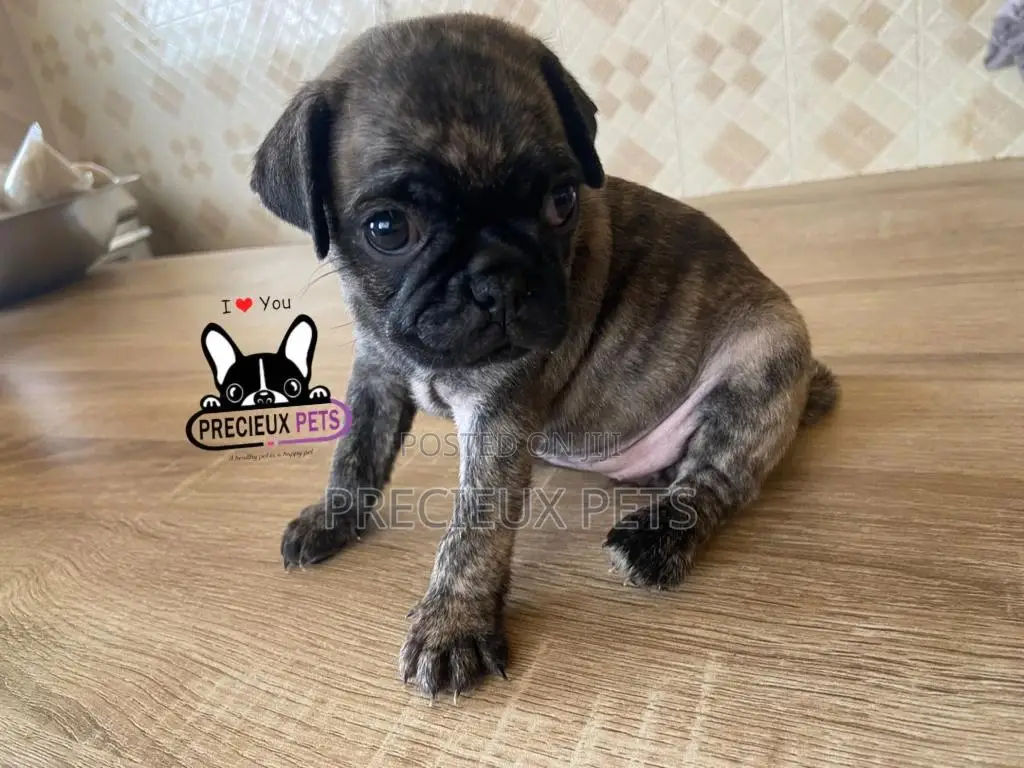 1-3 Month Male Purebred Pug