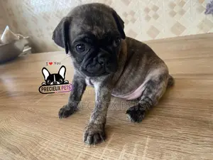 1-3 Month Male Purebred Pug