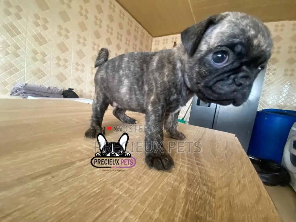 1-3 Month Male Purebred Pug