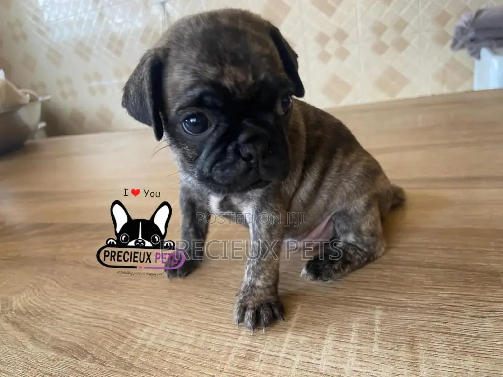 1-3 Month Male Purebred Pug