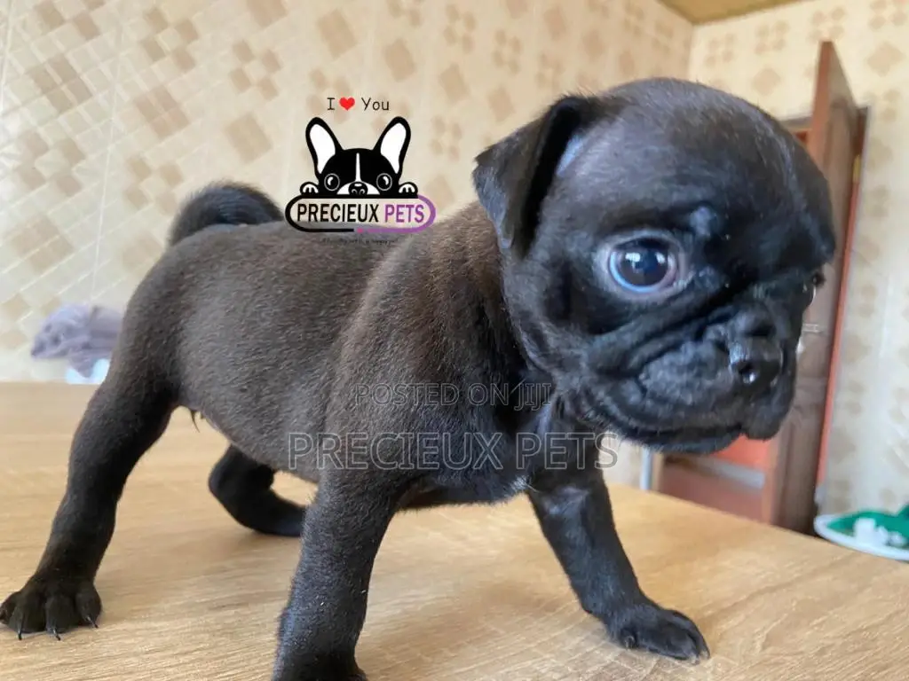 1-3 Month Male Purebred Pug