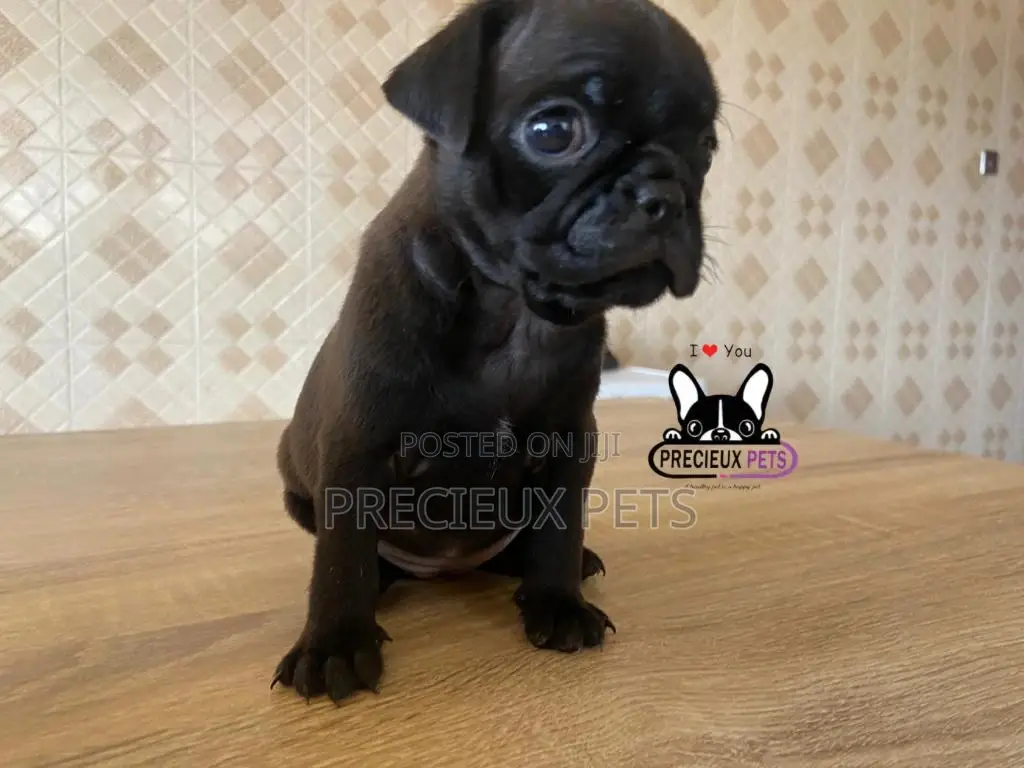 1-3 Month Male Purebred Pug
