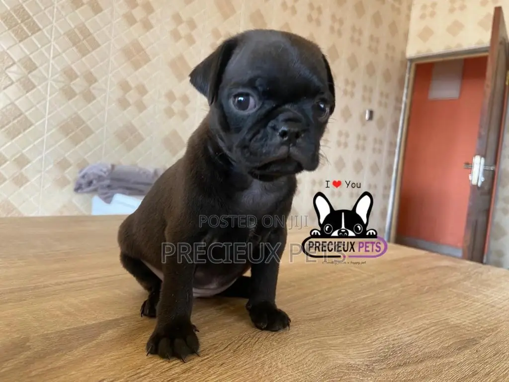1-3 Month Male Purebred Pug