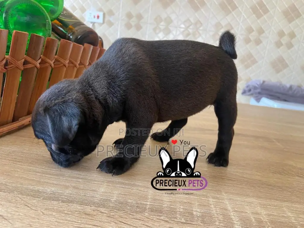 1-3 Month Male Purebred Pug