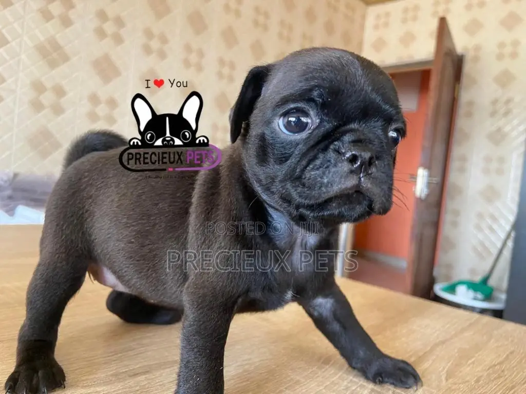 1-3 Month Male Purebred Pug