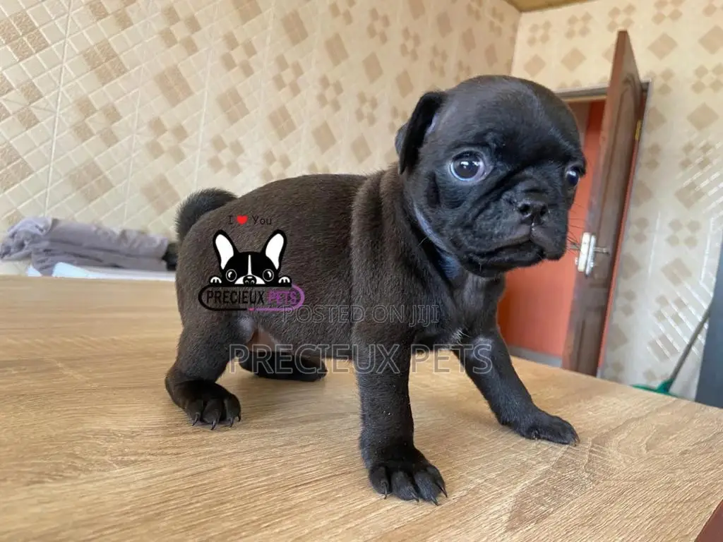1-3 Month Male Purebred Pug