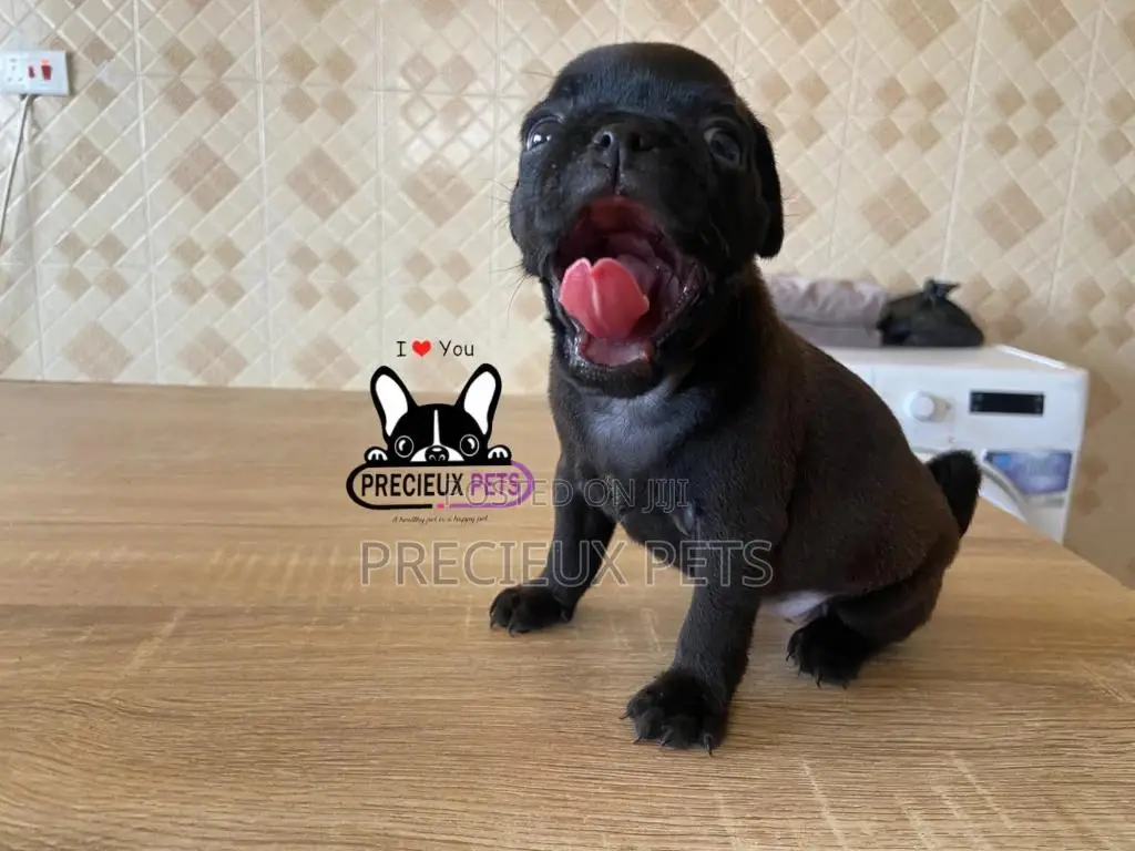 1-3 Month Male Purebred Pug