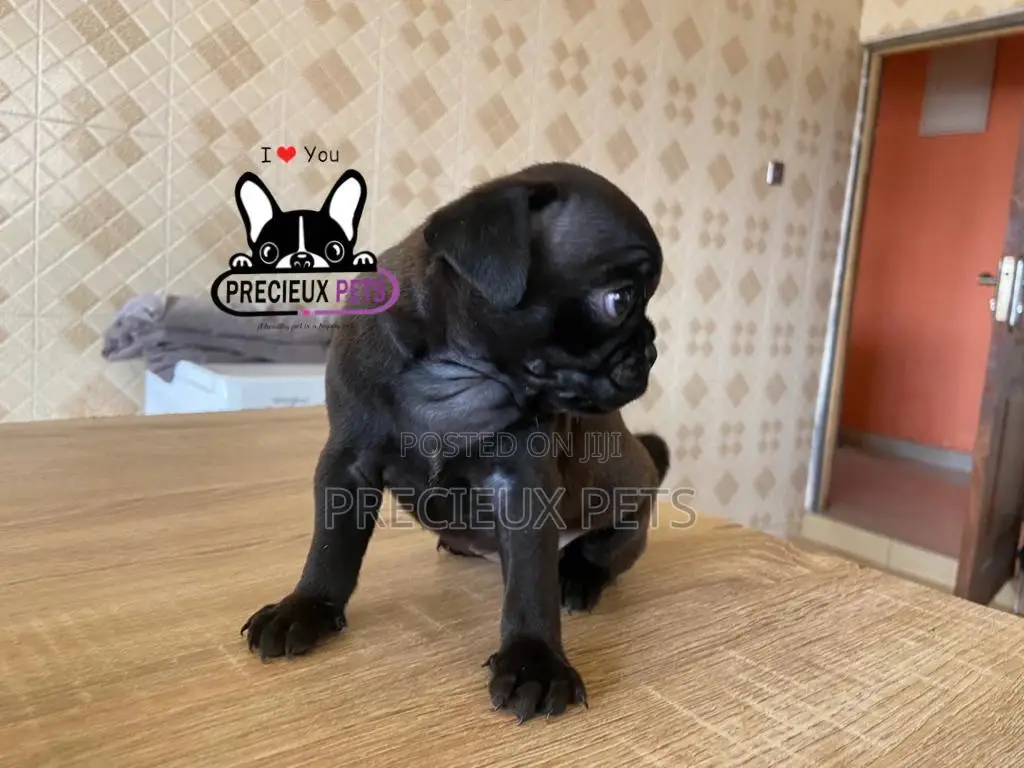 1-3 Month Male Purebred Pug