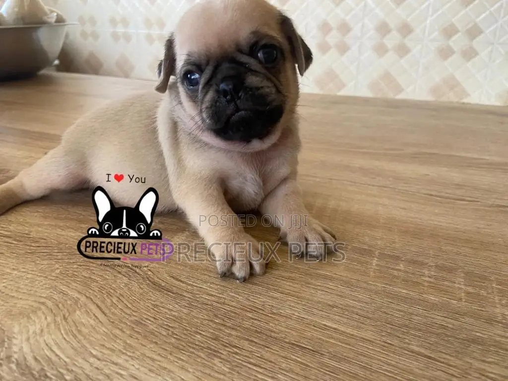 1-3 Months Female Purebred Pug