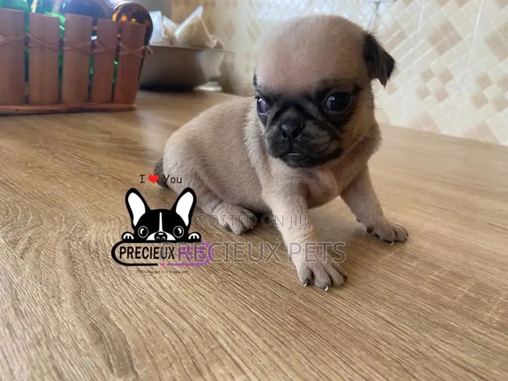 1-3 Months Female Purebred Pug