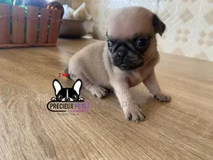 1-3 Months Female Purebred Pug