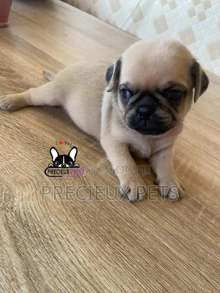 1-3 Months Female Purebred Pug