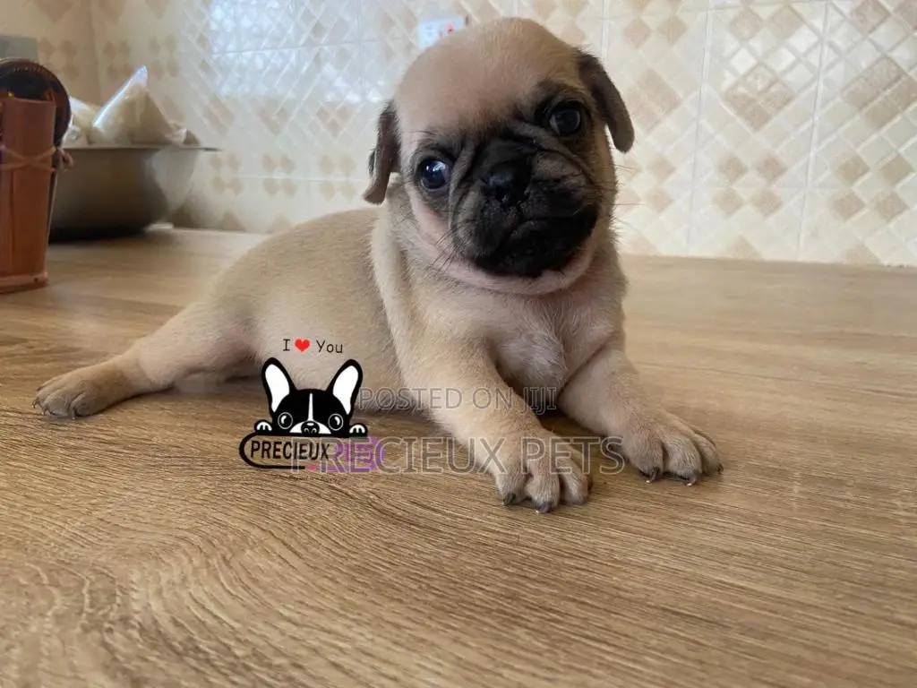 1-3 Months Female Purebred Pug
