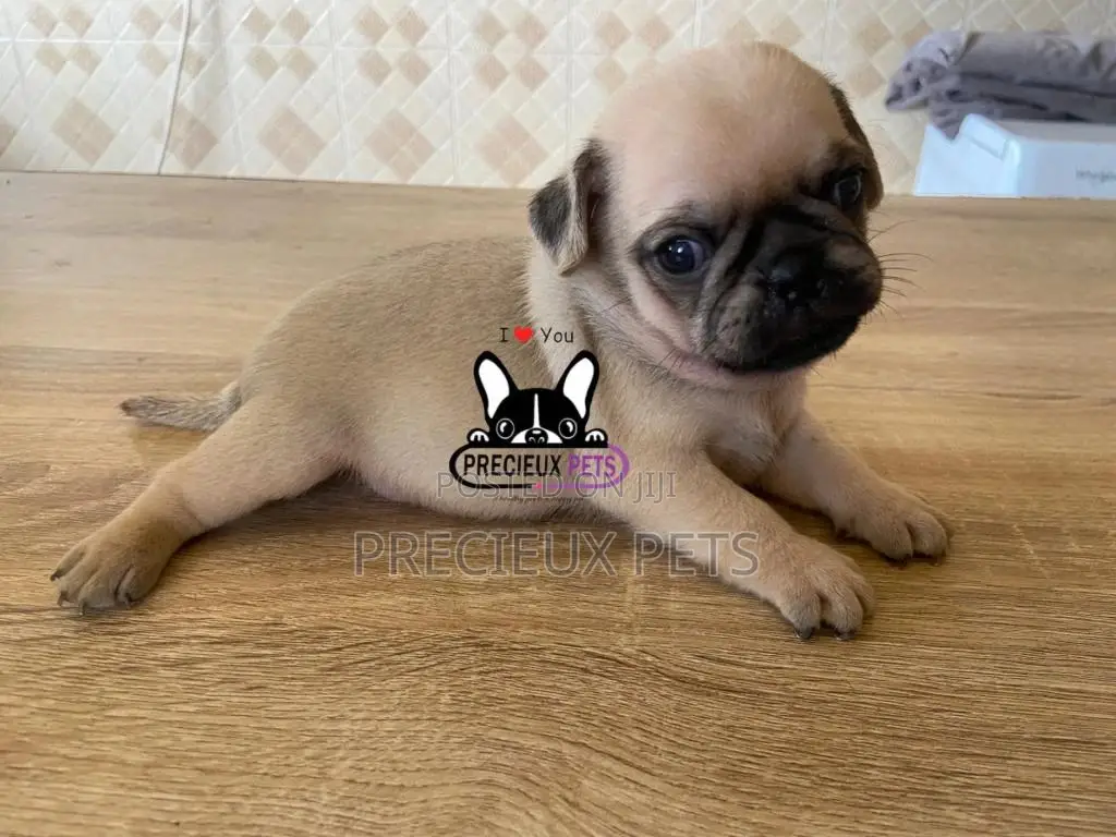 1-3 Months Female Purebred Pug