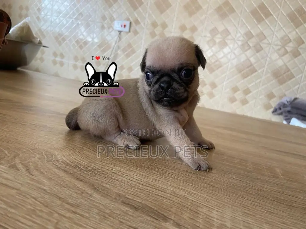 1-3 Months Female Purebred Pug