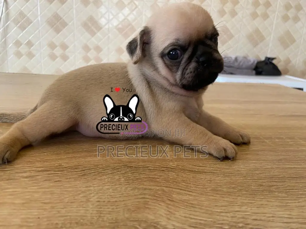 1-3 Months Female Purebred Pug