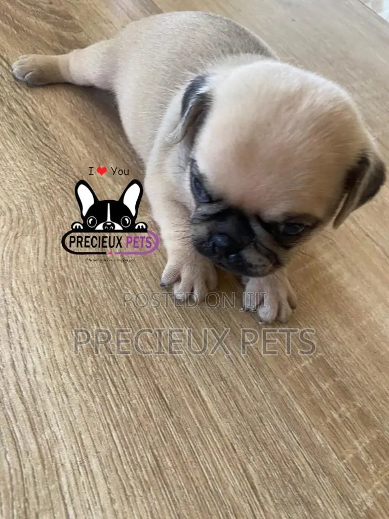 1-3 Months Female Purebred Pug