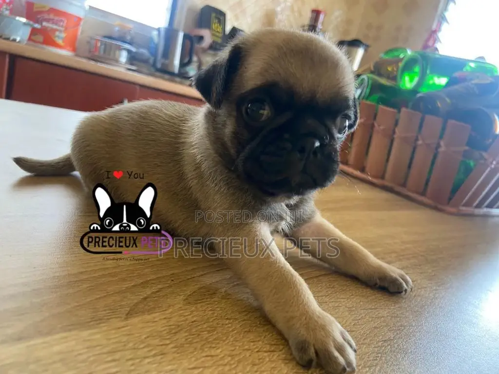 1-3 Months Female Purebred Pug