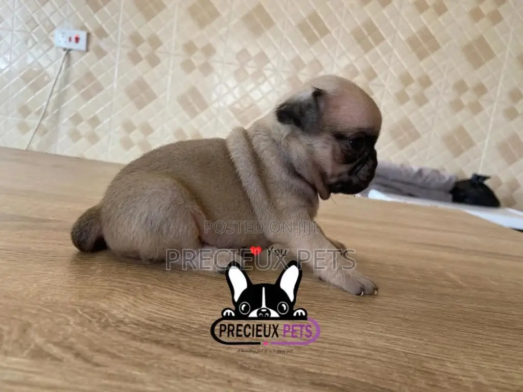 1-3 Months Female Purebred Pug
